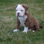 Foto von Bulldogge-Welpen Felix