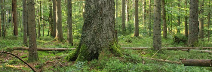 Wald