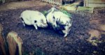 Schweine im Streichelzoo Witten