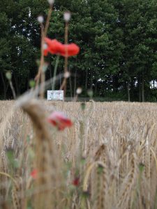 Klatschmohn auf der fraglichen Fläche in Stockum