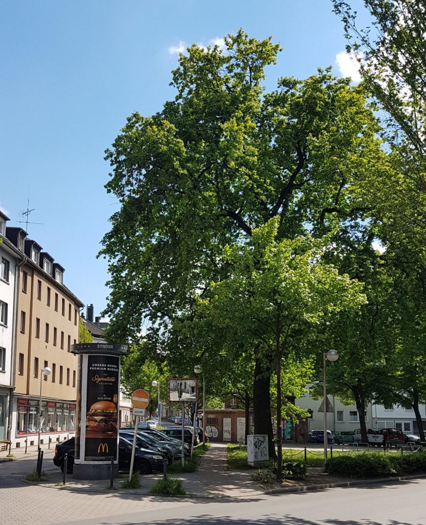 Wittener Friedenseiche