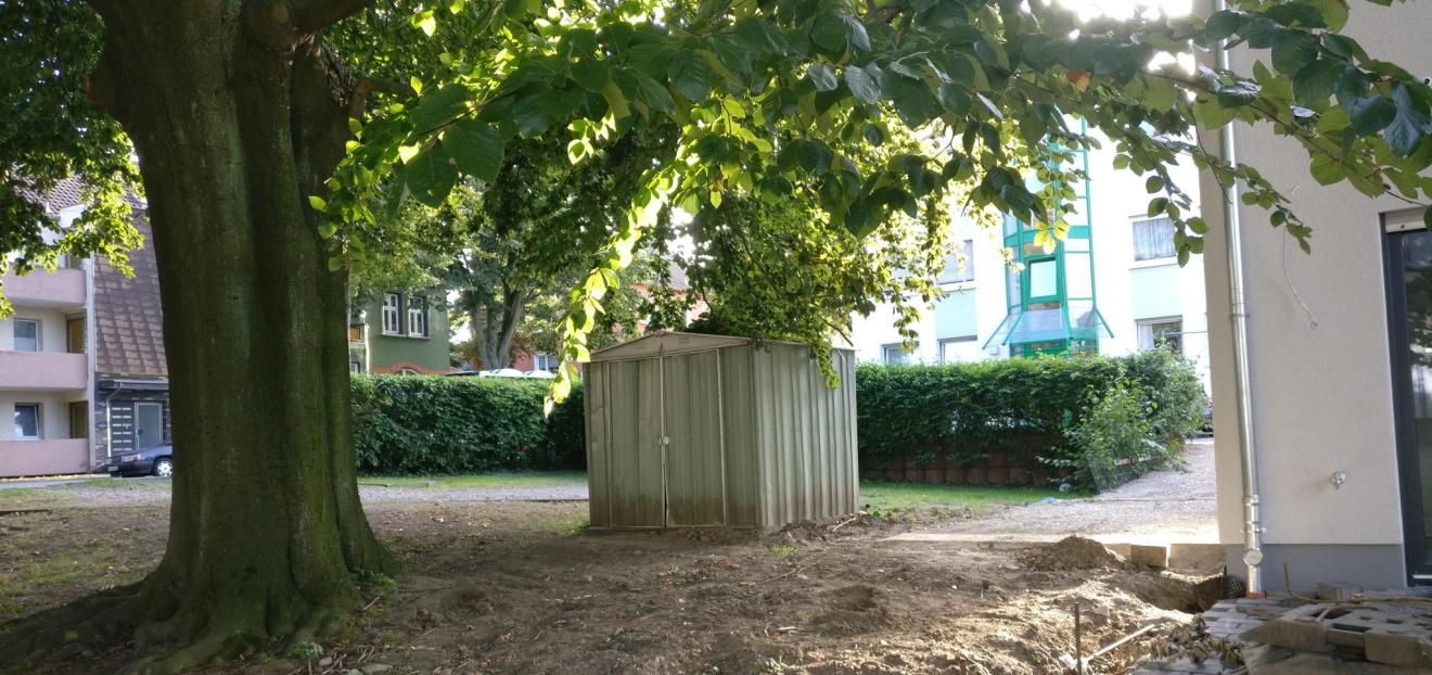 Rotbuche mit nahegelegenen Bauarbeiten